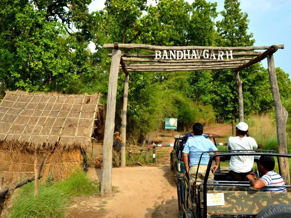 bandhavgarh-national-park-madhya-pradesh