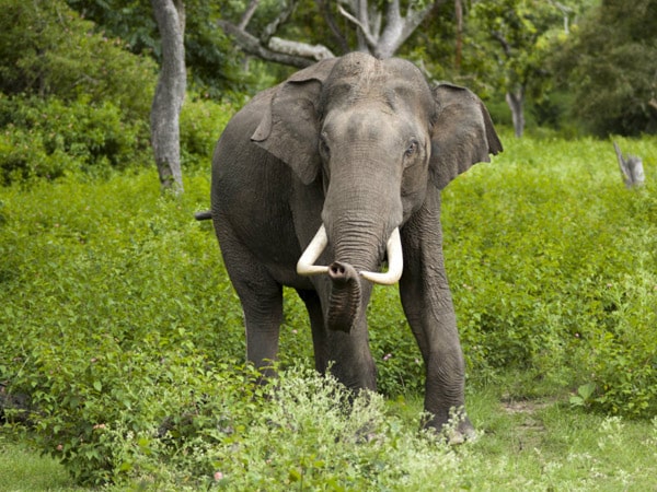 bandipur-national-park-karnataka