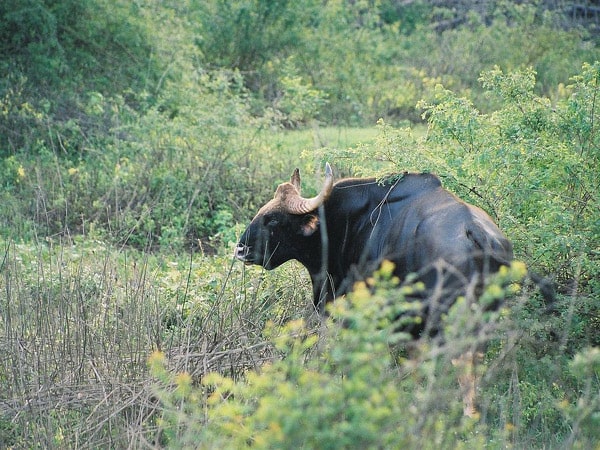 bhadra-wildlife-sanctuary-karnataka