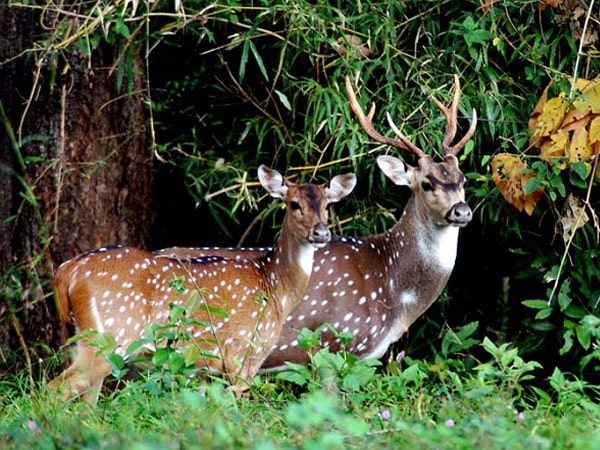 chinnar-wildlife-sanctuary-kerala