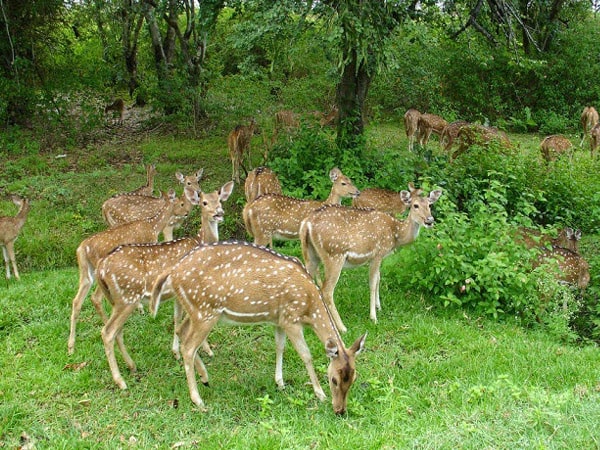 dandeli-wildlife-sanctuary-karnataka