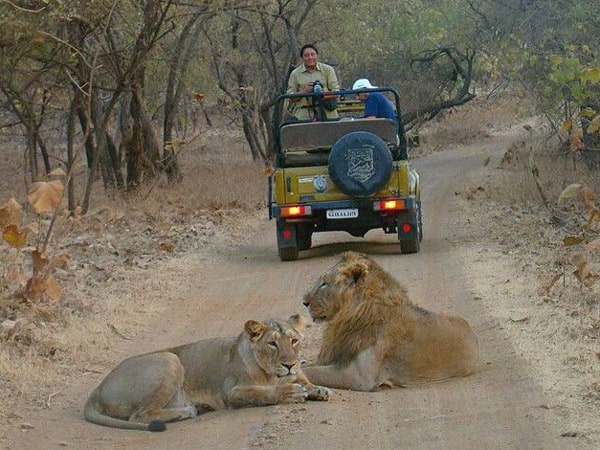 gir-national-park-gujarat