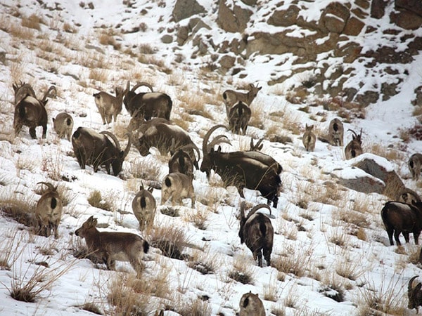 hemis-national-park-Jammu-and-kashmir