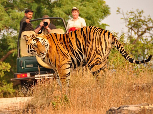 kanha-national-park-madhya-pradesh