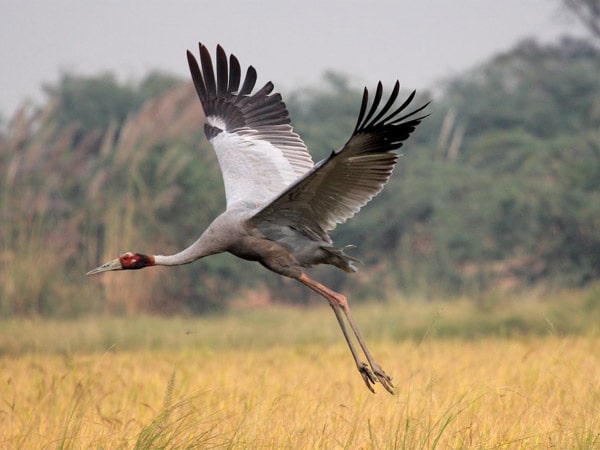 keoladeo-ghana-national-park-rajasthan