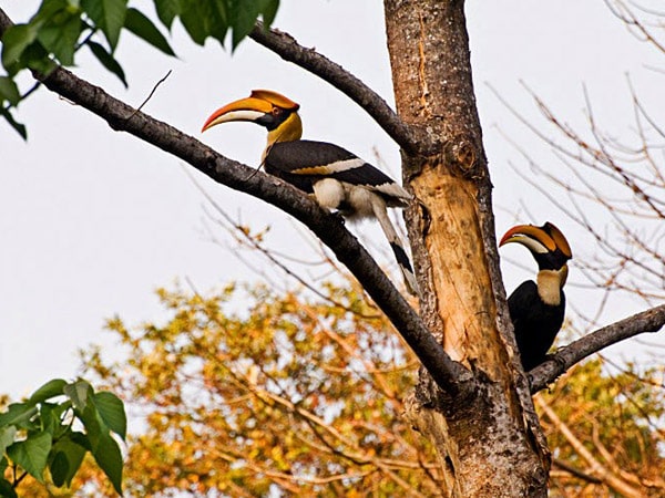 manas-national-park-assam