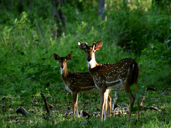 nagarhole-national-park-karnataka