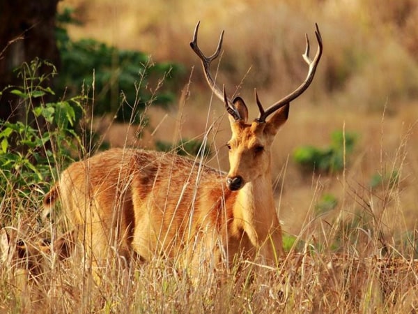 panna-national-park-madhya-pradesh