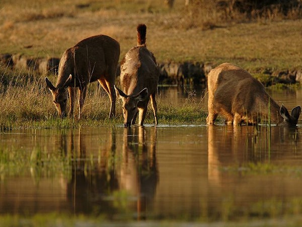 pench-national-park-madhya-pradesh