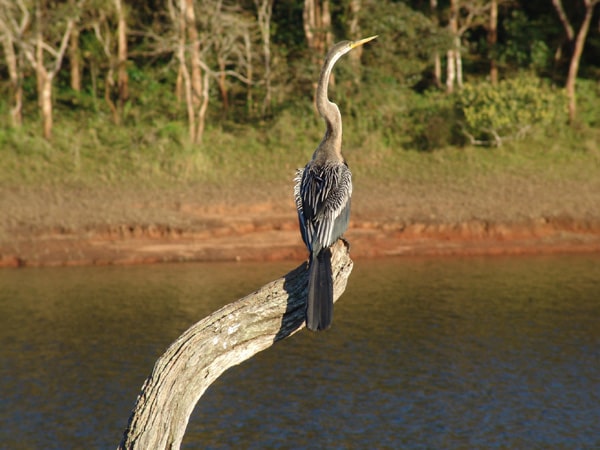 periyar-national-park-kerala