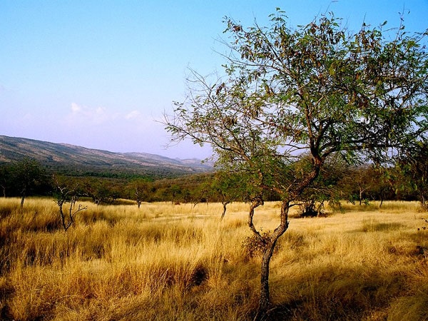 ranthambore-national-park-rajasthan