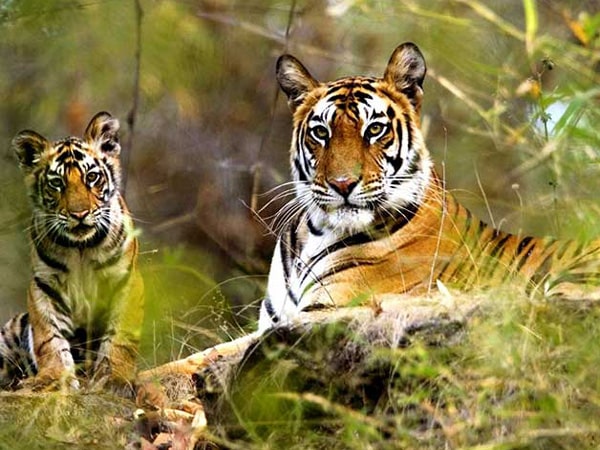 sariska-national-park-rajasthan