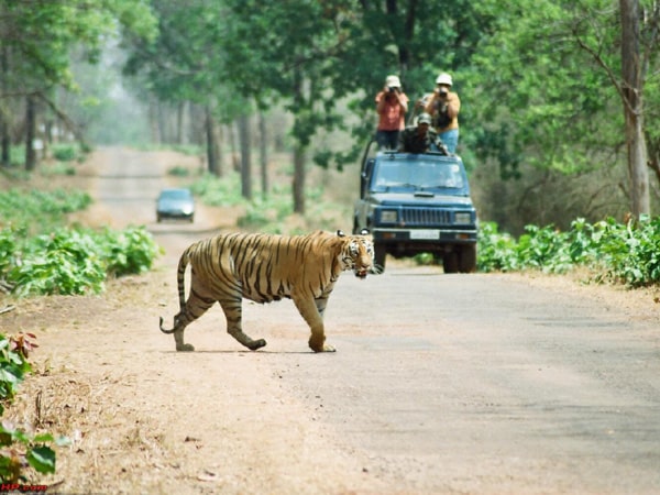tadoba-andhari-tiger-reserve-maharashtra