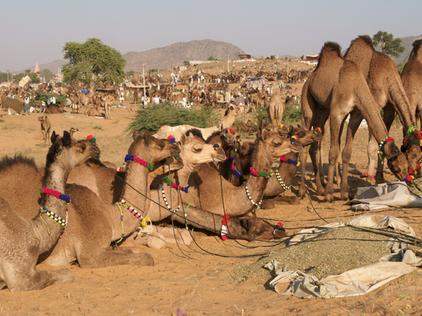 Pushkar Camel Festival